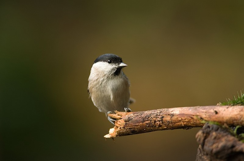 Parus palustris Glanskop Marsh Tit